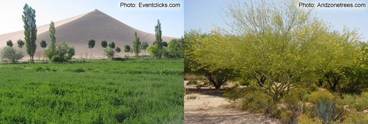 Reboisement des déserts